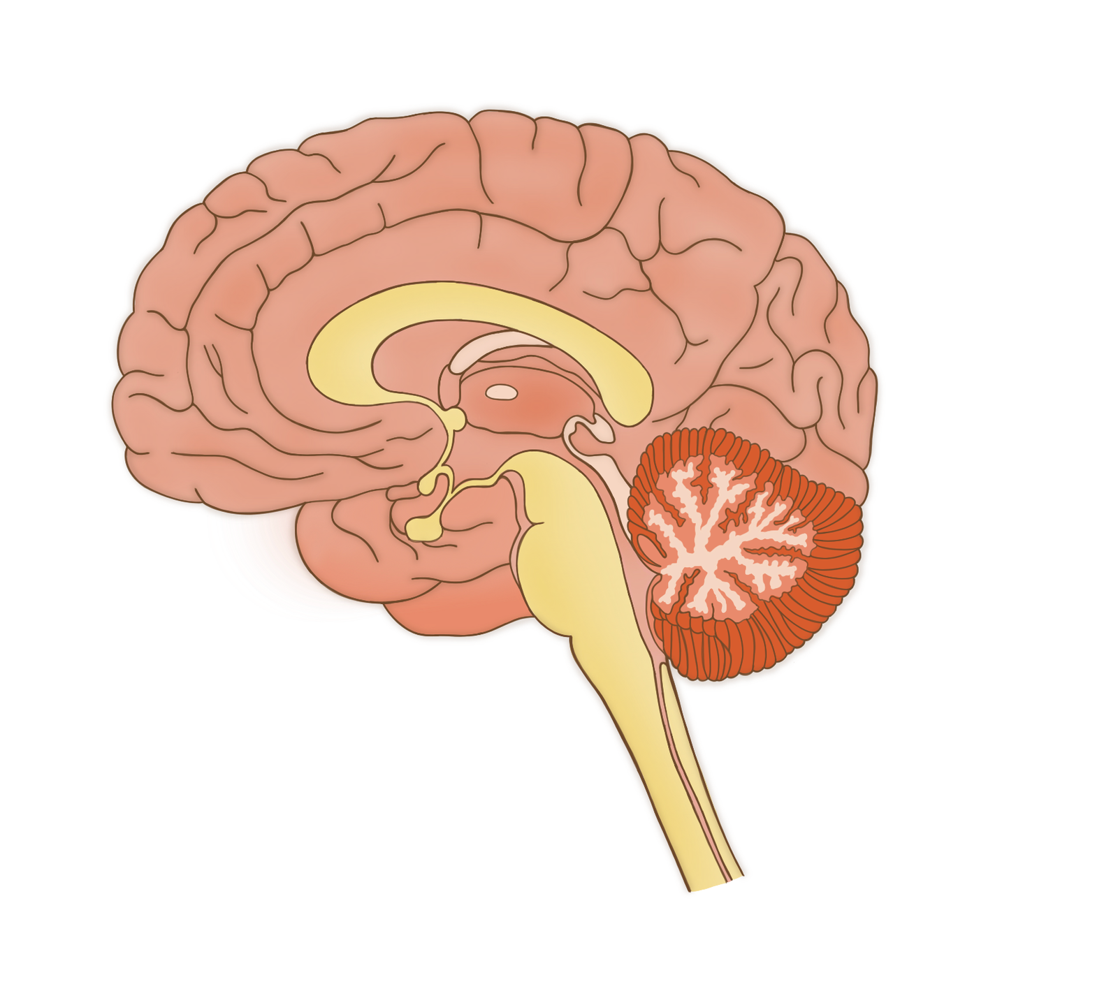 ilustración para Unha mente que voa creada por Alicia Rocha Novoa