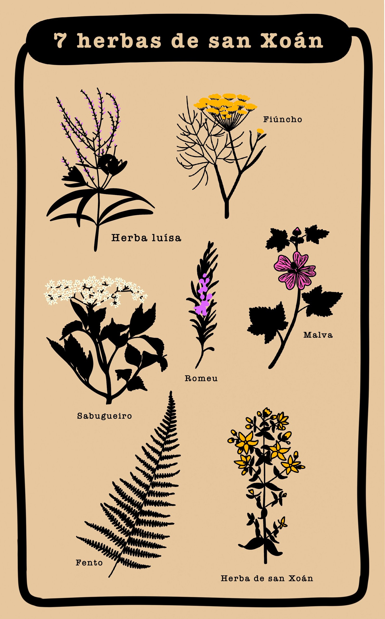 diseño de cartel creado por Alicia Rocha Novoa para el proyecto 7 herbas de San Xoan