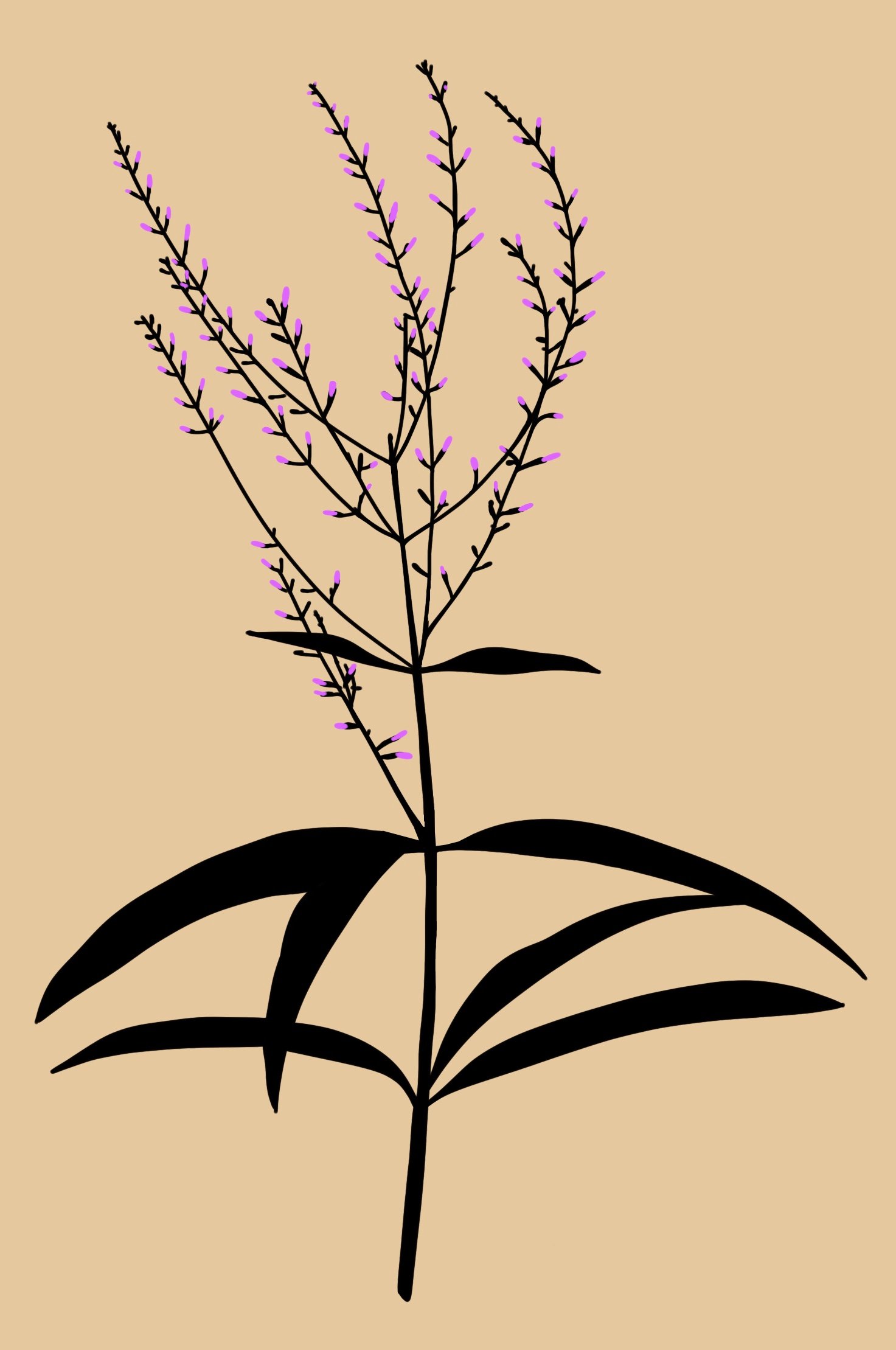 ilustración creada por Alicia Rocha Novoa para el proyecto 7 herbas de San Xoan