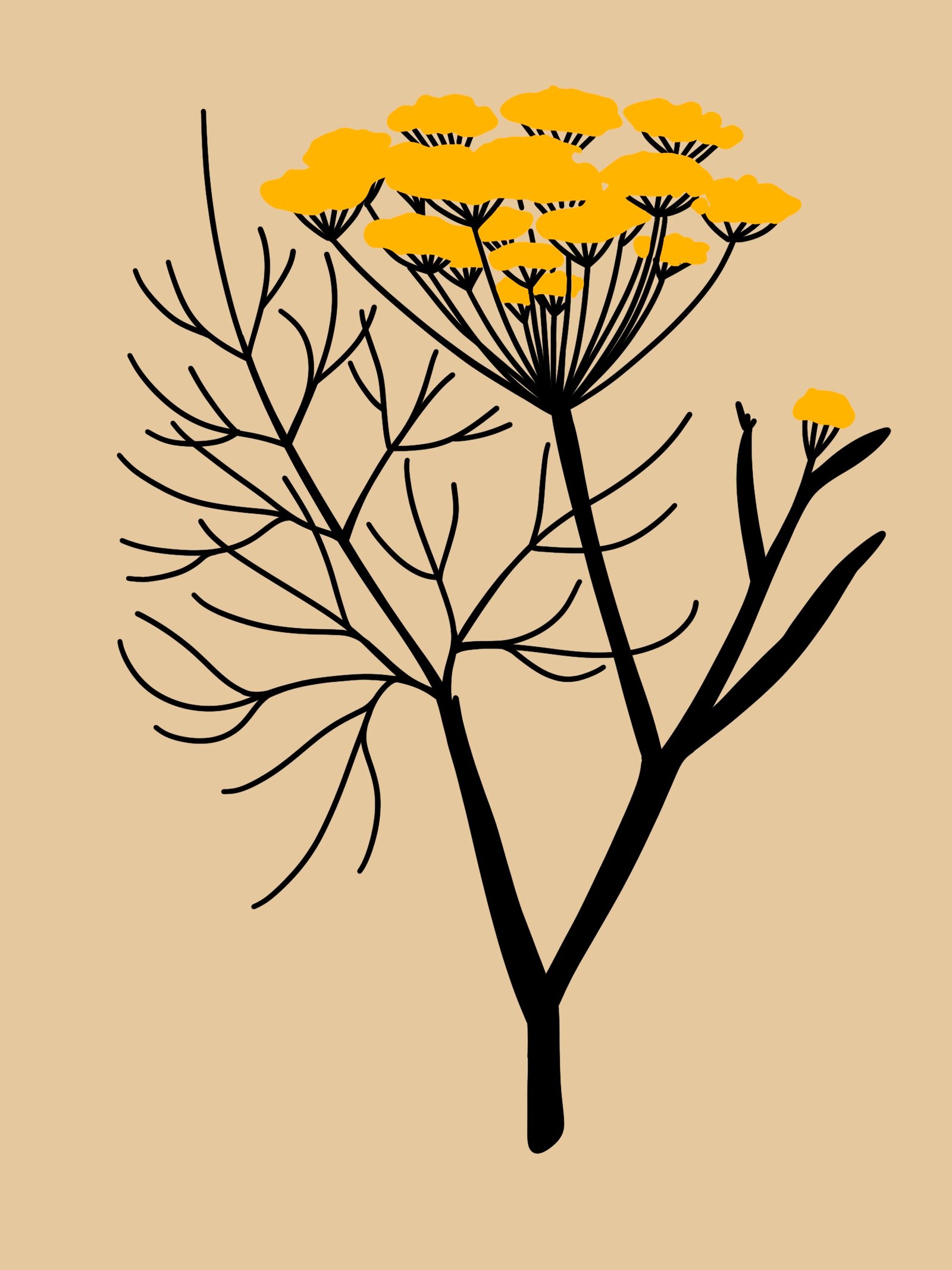 ilustración creada por Alicia Rocha Novoa para el proyecto 7 herbas de San Xoan