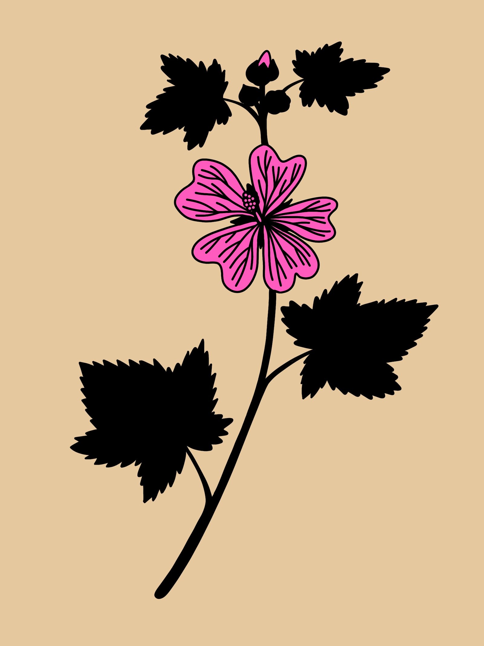 ilustración creada por Alicia Rocha Novoa para el proyecto 7 herbas de San Xoan