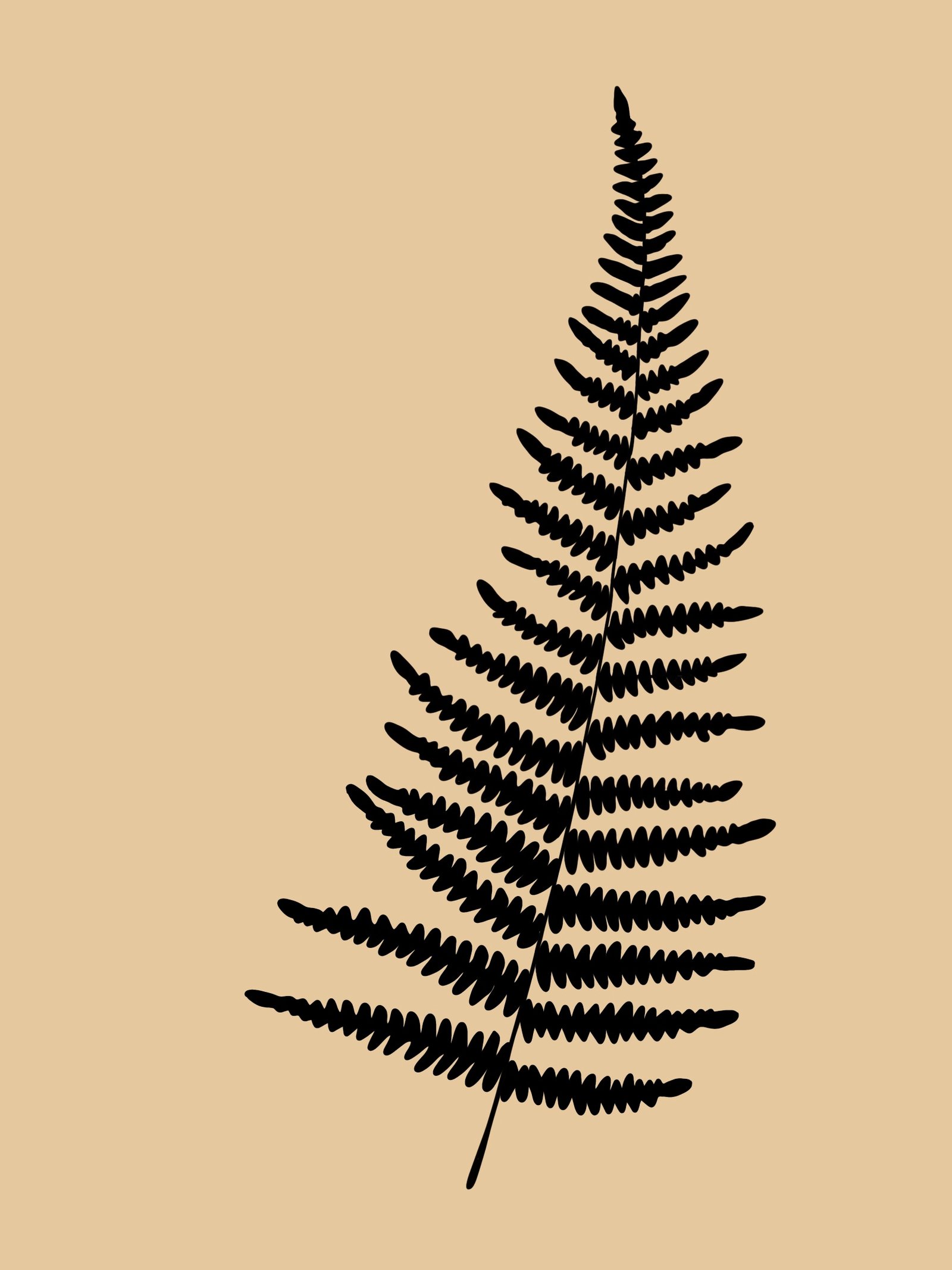 ilustración creada por Alicia Rocha Novoa para el proyecto 7 herbas de San Xoan