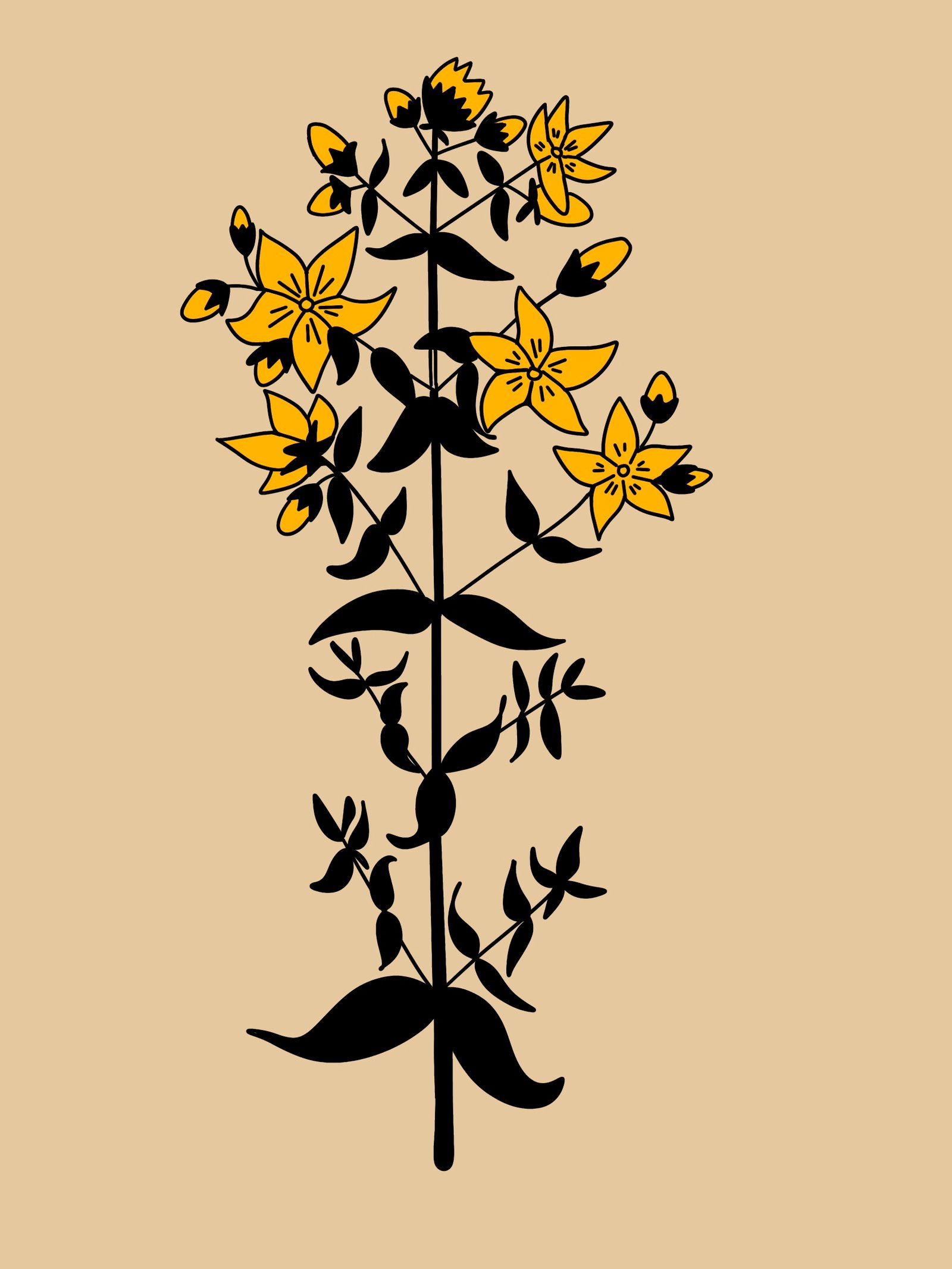 ilustración creada por Alicia Rocha Novoa para el proyecto 7 herbas de San Xoan